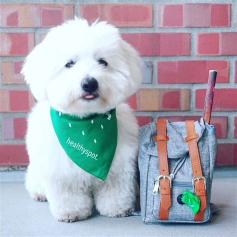 Travel Backpack For Dog – Compact and convenient – DogMega.Com