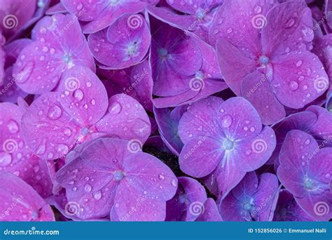 Water Drops of Hydrangea Flower Petals Close Up Stock Photo - Image of ...