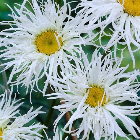 Leucanthemum Old Court | J Parker Dutch Bulbs | Shasta daisies ...