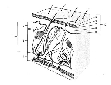 Integumentary System (ASCI 141) Diagram | Quizlet