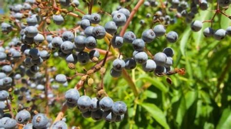 Elderberry Liqueur Recipe - How to Make Elderberry Liqueur | Hank Shaw