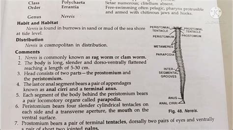 nereis classification, habitat and comments zoology practical bsc1/comments on nereis - YouTube