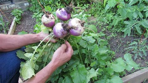 Turnips: Three Tips to Growing Them to a Good Size: Loose Soil, Low Nitrogen, Spacing -TRG 2016 ...