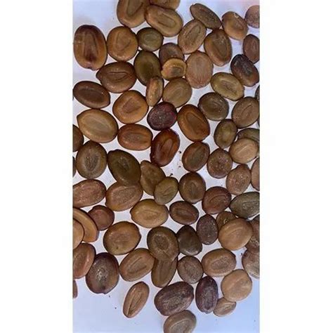 Albizia Lebbeck Seeds, Packaging Type: Bag, Packaging Size: 1 Kg at Rs 500/kilogram in Bengaluru