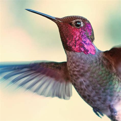 A List of Hummingbird Species (A-Z)