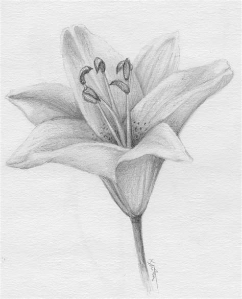 Lily Pencil Drawing at PaintingValley.com | Explore collection of Lily ...