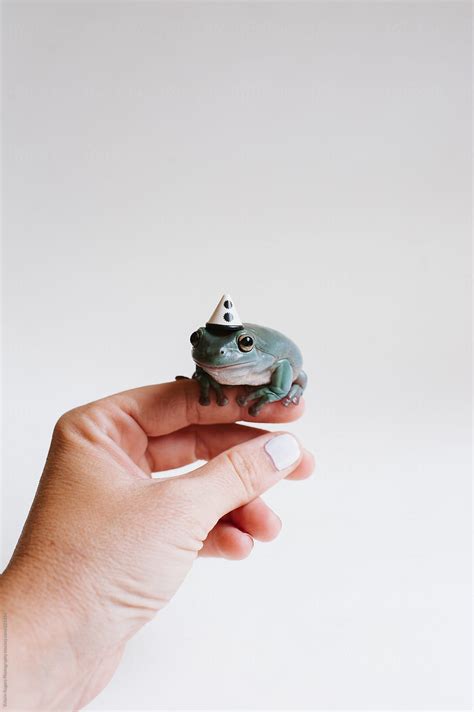 Cute Pictures Of Frogs With Hats - img-doozy