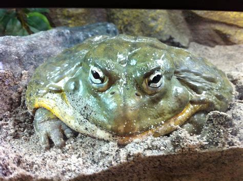 a green frog sitting on top of a rock covered in dirt and water with eyes wide open