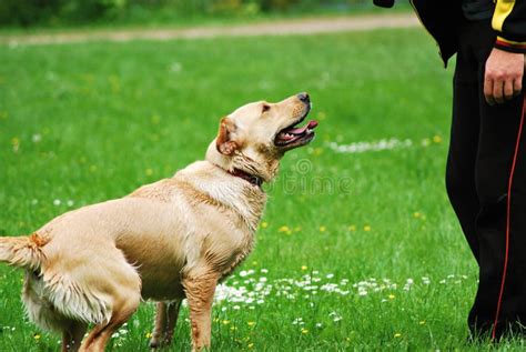 Training of the dog stock photo. Image of hound, owner - 14533018