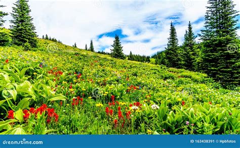 Alpine Meadows Filled with an Abundance of Wildflowers in Sun Peaks in British Columbia, Canada ...