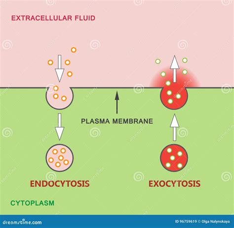 Vesicle Cartoons, Illustrations & Vector Stock Images - 187 Pictures to download from ...