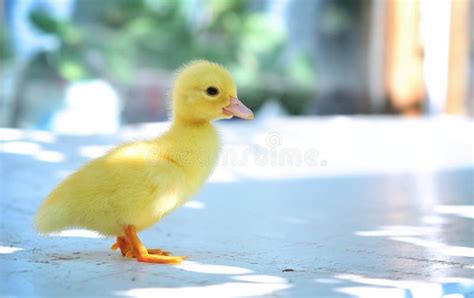 A yellow baby duck stock photo. Image of duckling, chicks - 20265006