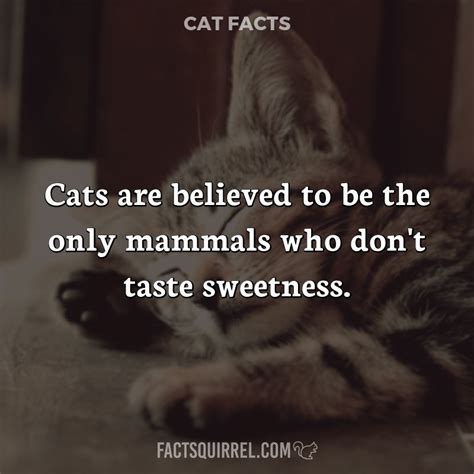 Cats are believed to be the only mammals who don't taste sweetness ...