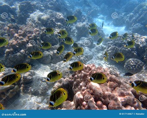 Raccoon Butterflyfish stock image. Image of island, christmas - 81714467