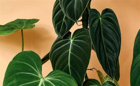 Philodendron Glorious - Bare Root - clients.81designstudio.com