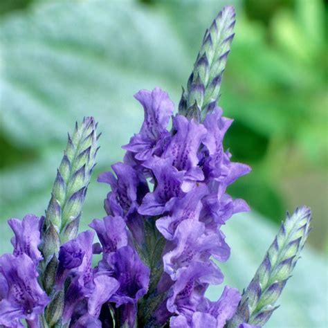 10 x French Lavender Young Plants Collection - QVC UK