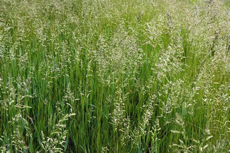 Which Is The Best Grass Seed For Clay Soil? A Green Hand