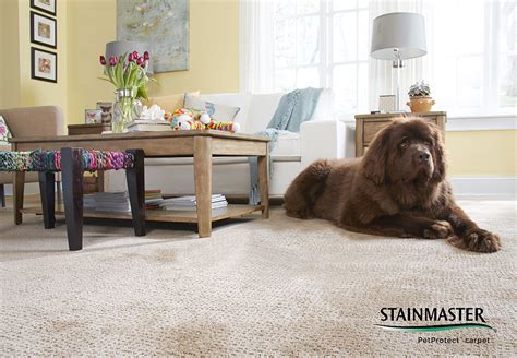 Stainmaster PetProtect Collection | Durable Carpet For Pets