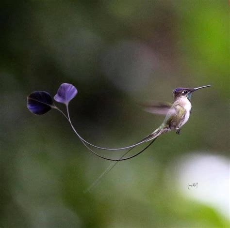 Marvelous Spatuletail (Loddigesia mirabilis) Endemic hummingbird from the North of Peru-Amazonas ...