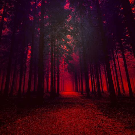 Red Forest 4K Wallpapers - Top Free Red Forest 4K Backgrounds - WallpaperAccess