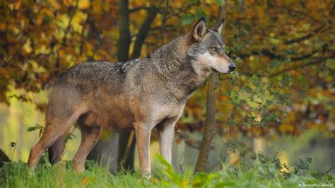 Animals in Europe making a comeback | Biodiversity | DW.COM | 16.07.2015