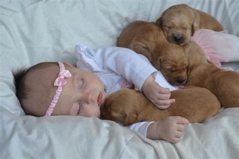 Sleeping Puppies, Baby Puppies, Cute Puppies, Sleeping Babies, Vida Animal, Mundo Animal, Animal ...