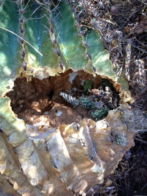 Mr. Pack Rat: Cool Nest - Inside a Barrel Cactus