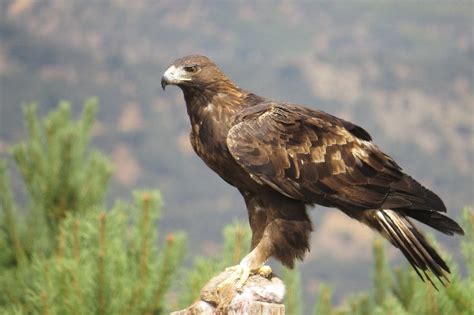 Fortalecen acciones para la conservación del águila real mexicana