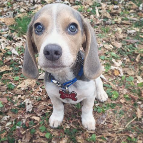 Happy Bleu Year! | Blue beagle, Beagle puppy, Beagle dog