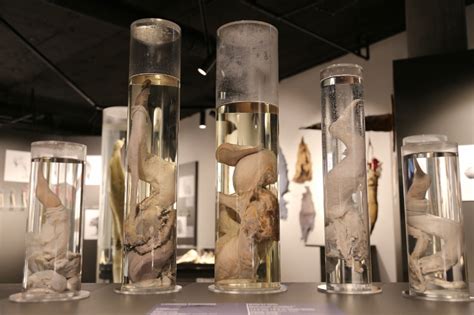 The Icelandic Phallological Museum: Interpreting the science and culture of the penis – Natural ...