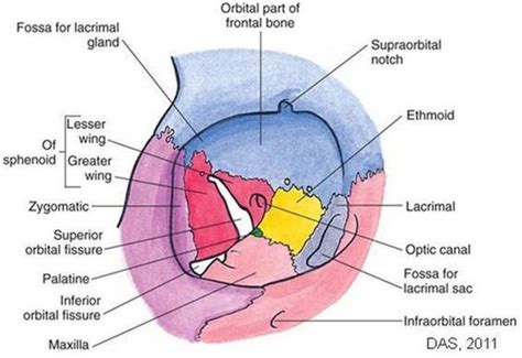 Bony Orbit Flashcards | Quizlet