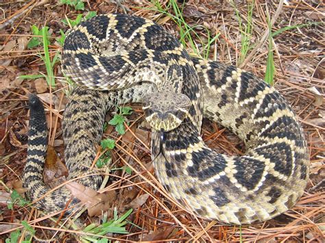 Florida Snake Photograph - Eastern Diamondback Rattlesnake