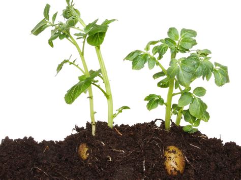 Growing Potatoes In Compost – Can You Plant Potatoes In Compost Alone