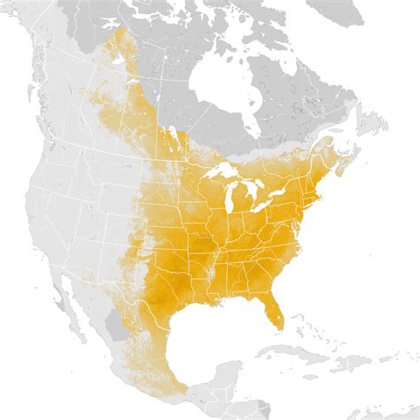 Eastern Phoebe - Abundance map: Pre-breeding migration - eBird Status and Trends