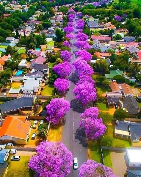 Jacaranda trees in South Africa : r/marijuanaenthusiasts