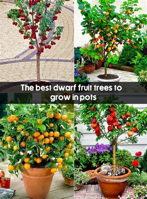 The best dwarf fruit trees to grow in pots #Fruit_Gardening - My ...