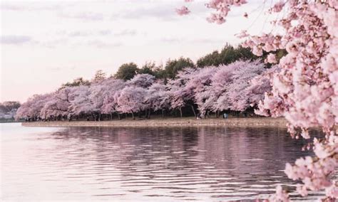 Japan's Sakura: Symbolism Explained (Cherry Blossoms)