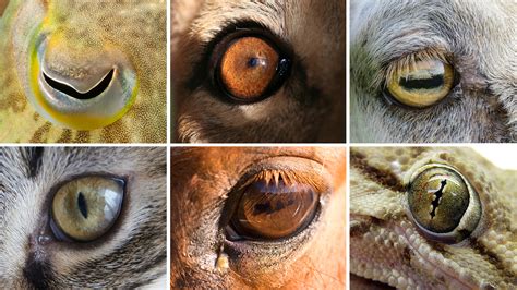 Eye Shapes Of The Animal World Hint At Differences In Our Lifestyles : Shots - Health News : NPR