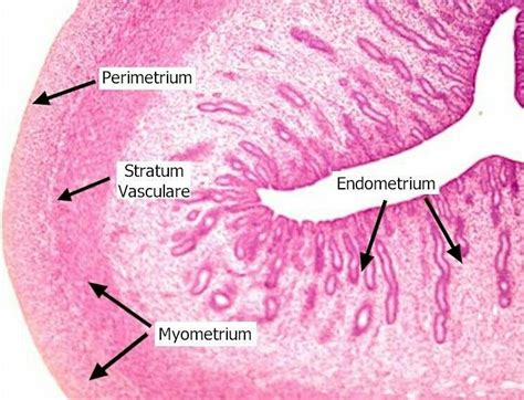 Explore the Anatomy of the Uterus