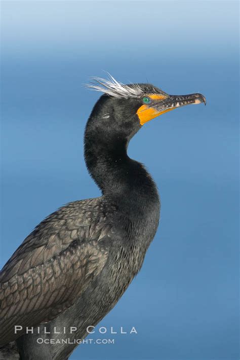 Double Crested Cormorant Photos – Natural History Photography Blog