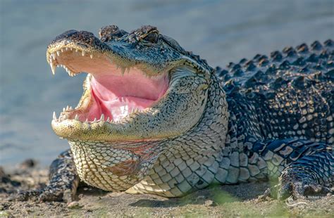 Download Mouth Animal Alligator HD Wallpaper