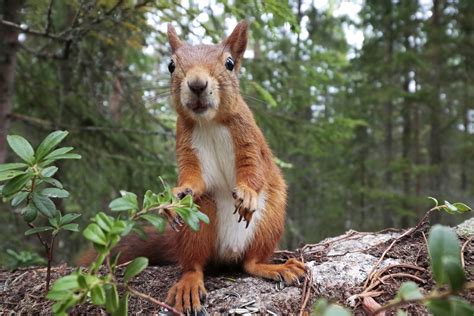 11 incredible images of Sweden’s wildlife — WildSweden - wildlife ...