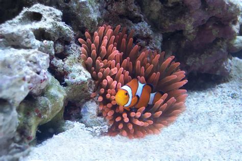 Ocellaris Clownfish in Rose Bubble Tip Anemone | Smithsonian Photo ...