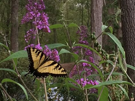 How and When to Prune Buddleia Butterfly Bushes | Dengarden