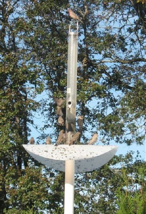 8 DIY Squirrel Proof Bird Feeder Ideas | Balcony Garden Web | Squirrel ...