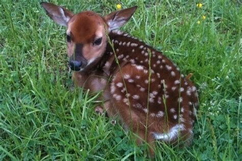 Fairfax County wants you to leave baby deer alone - WTOP News