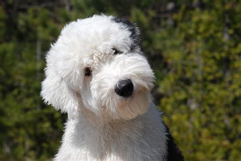 Old English Sheepdog Symbolism, Old English Sheepdog Meaning, Old English Sheepdog Totem, Old ...