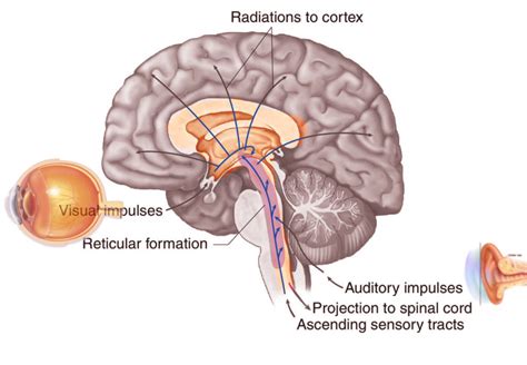 Brain Diagram Reticular Formation