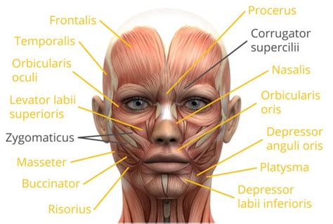 Facial Expression Analysis: The Complete Pocket Guide - iMotions