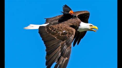 'Eagle Uber': Photographer captures bird riding on back of bald eagle | 10tv.com